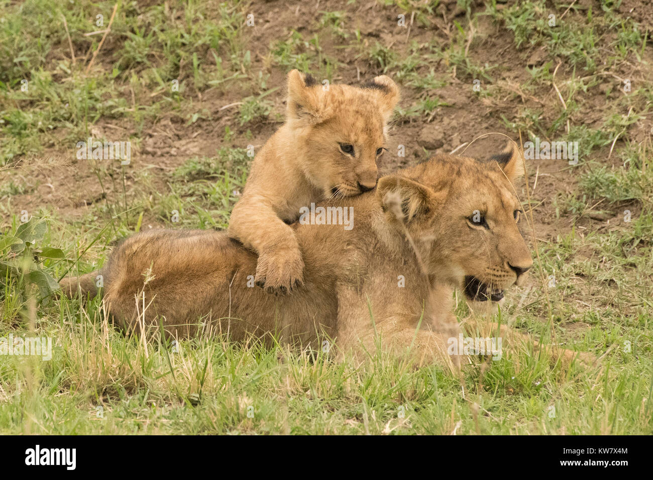 Lioness (Panthera leo) with young cub climbing on her Stock Photo - Alamy