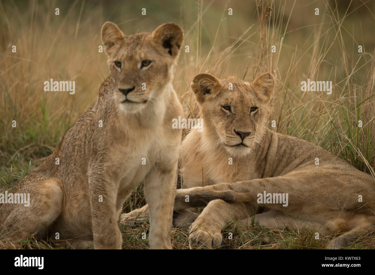 Lion (Panthera leo) cubs playing in the rain in the Masai Mara game ...