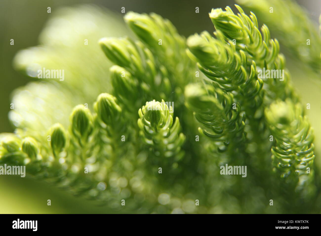 Plants of Bangladesh Stock Photo Alamy