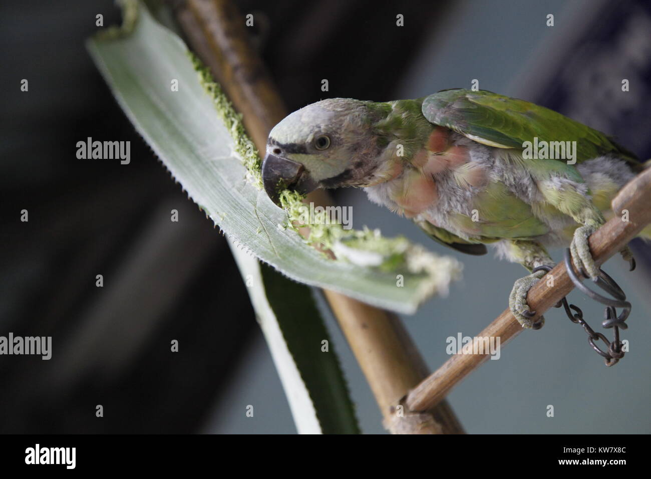 Parakeet, Bangladesh Stock Photo