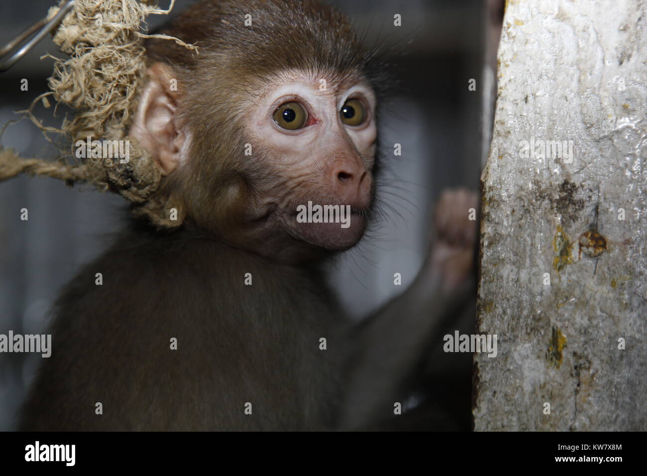 Monkey Cruelty, Distressed. Bangladesh Stock Photo