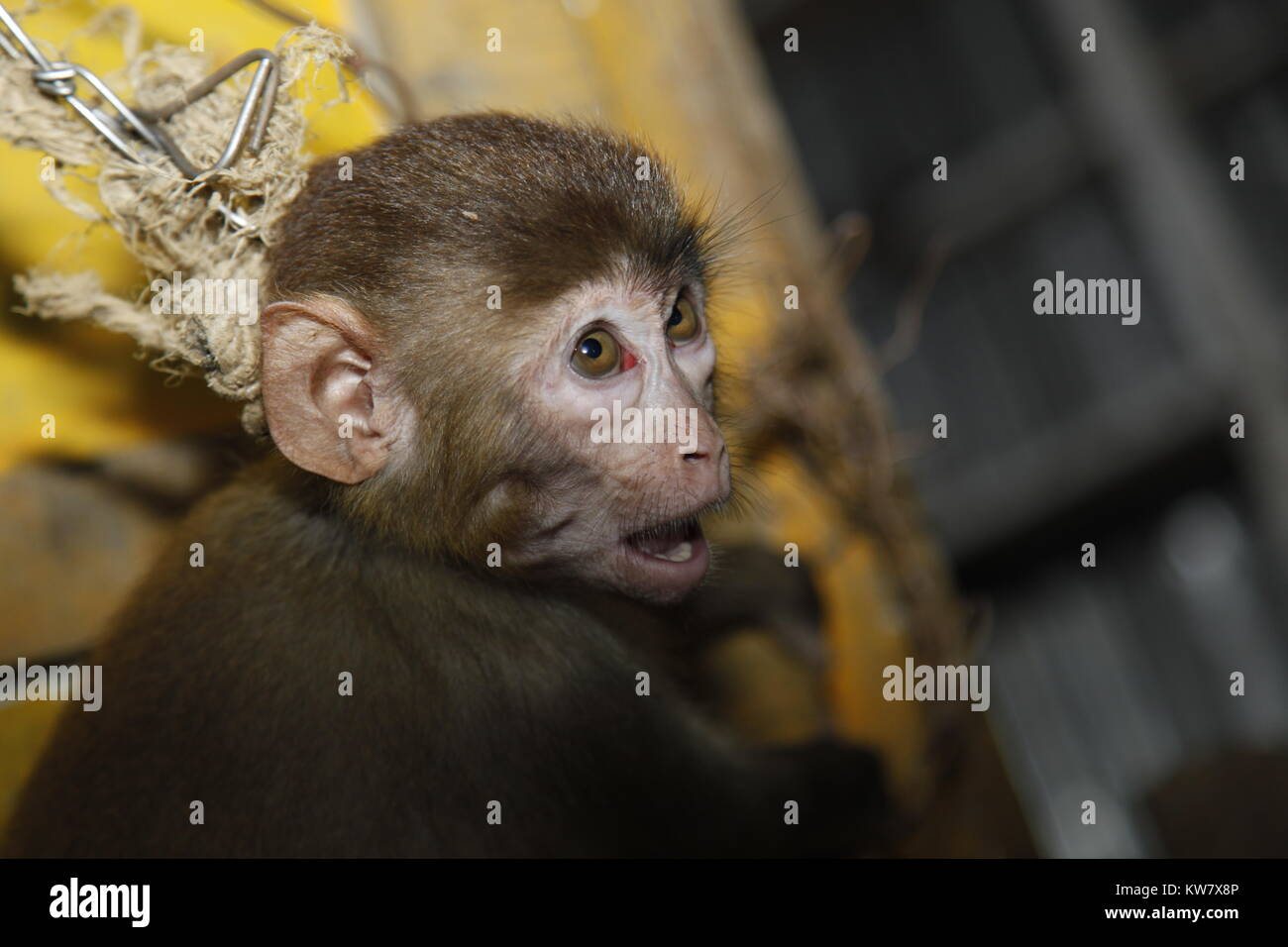 Monkey Cruelty, Distressed. Bangladesh Stock Photo