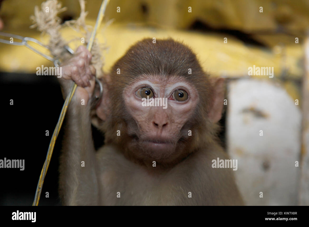 Monkey Cruelty, Distressed. Bangladesh Stock Photo