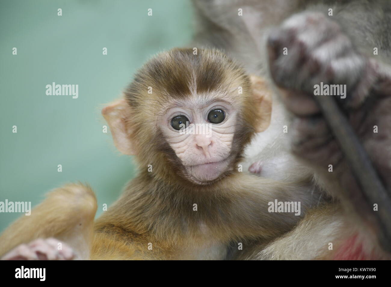 Capuchin Monkey Price Discount Buy, Save 44% | jlcatj.gob.mx
