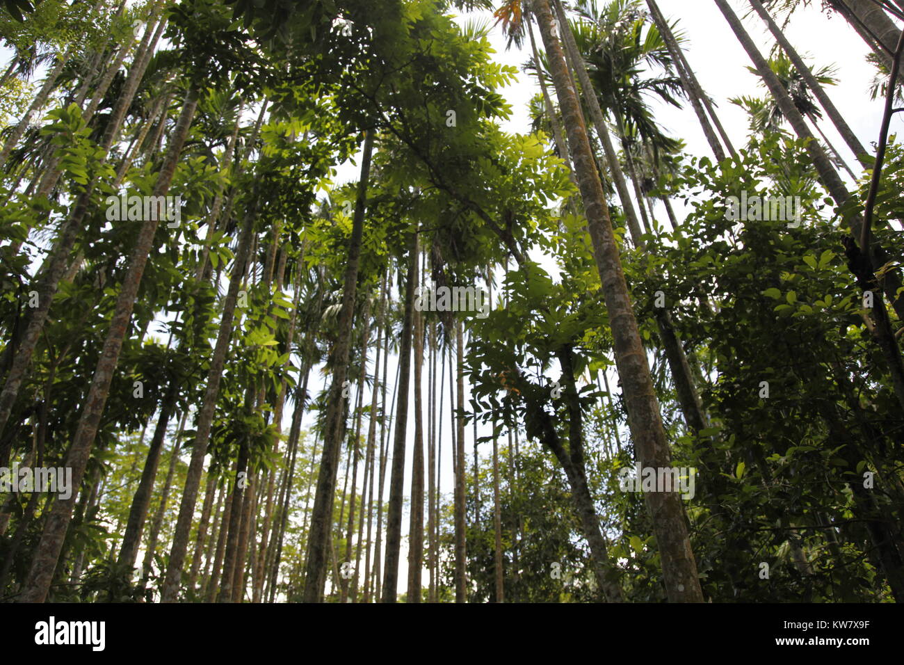 forest trees in Bangladesh Stock Photo Alamy