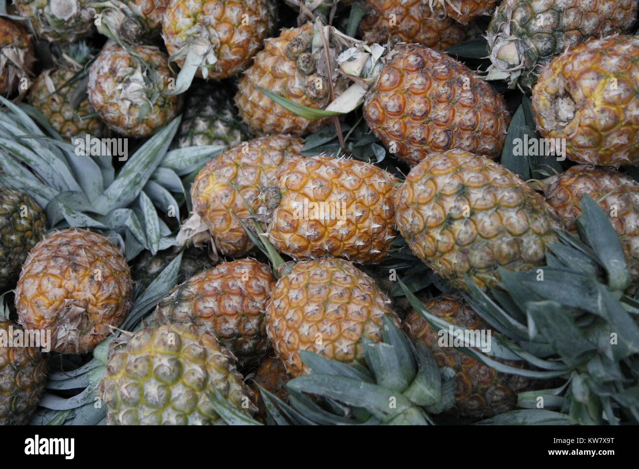 Pineapple - Bangladesh Stock Photo