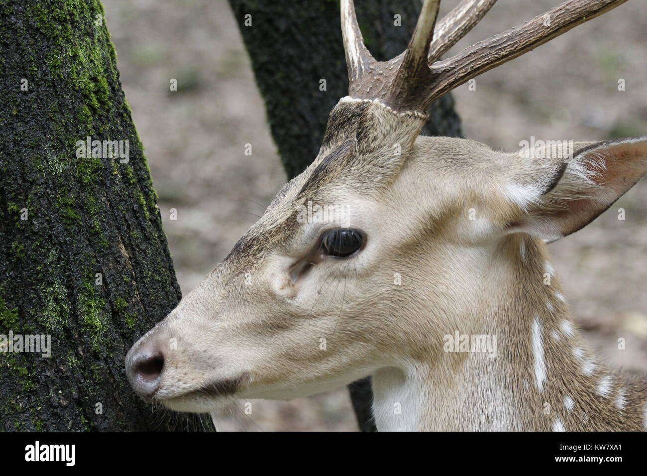 Forest deer, Bangladesh Stock Photo