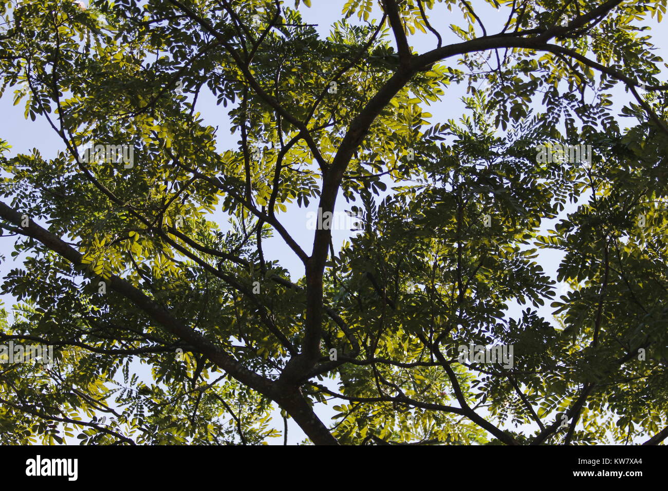 forest trees in Bangladesh Stock Photo