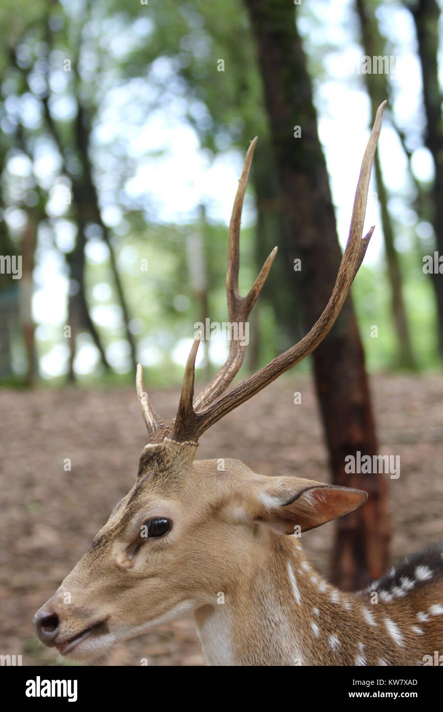 Wild deer, Bangladesh Stock Photo