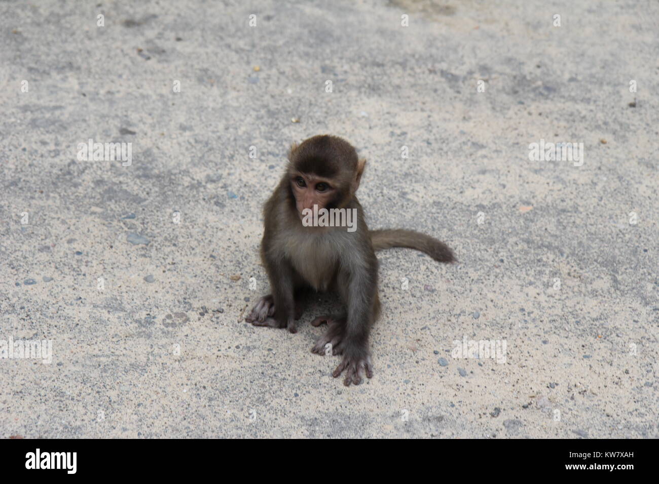 Baby Monkey - Bangladesh Stock Photo