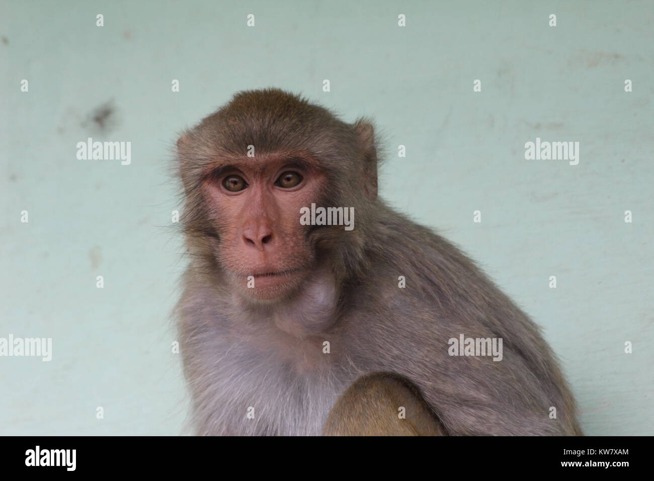 Bangladesh animal of monkey hi-res stock photography and images - Alamy