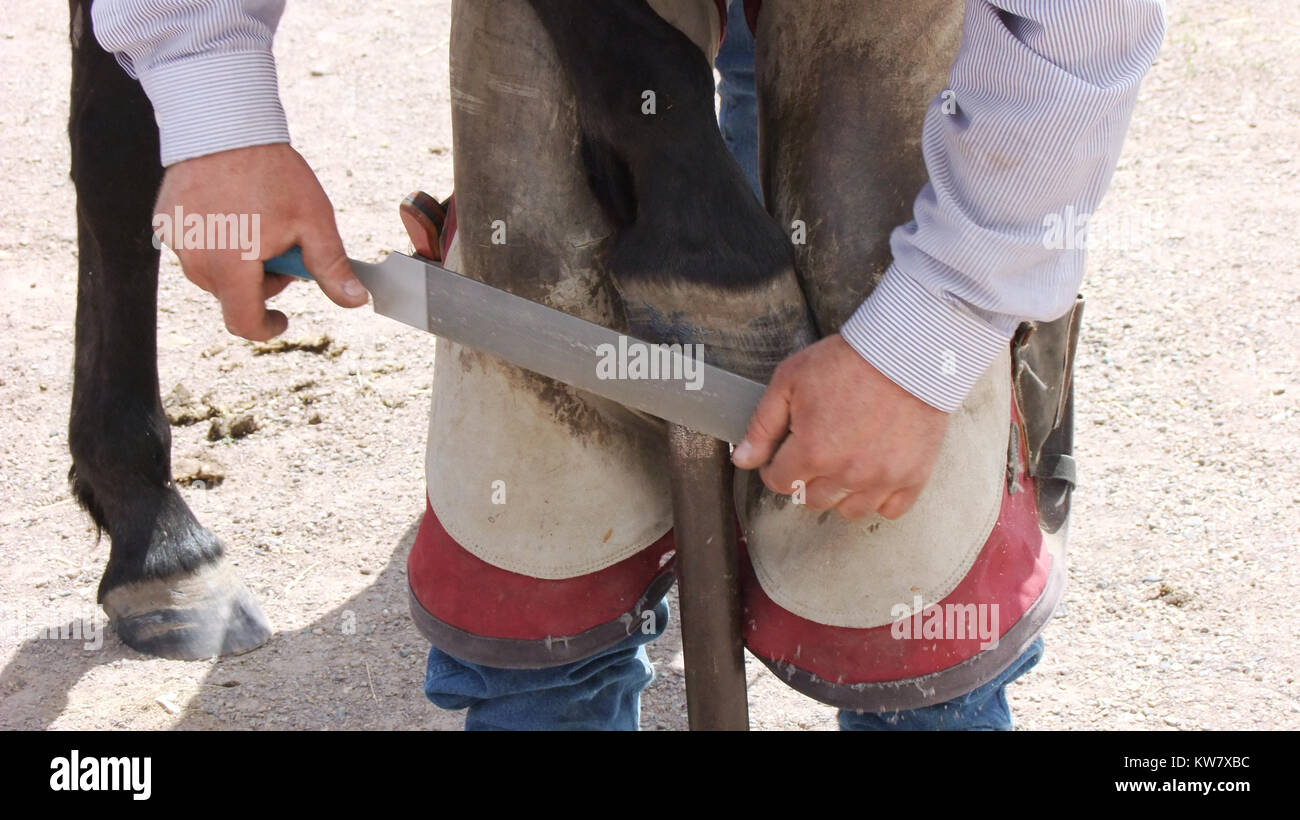 A farrier at work, trimming a horse's foot with a metal file while the