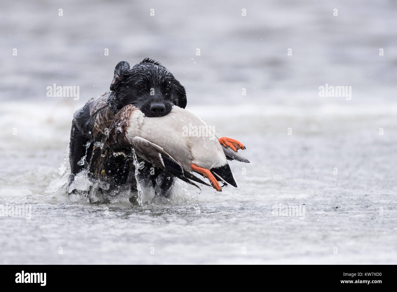 A Black Labrador Retriever with a Mallard Duck in North Dakota Stock