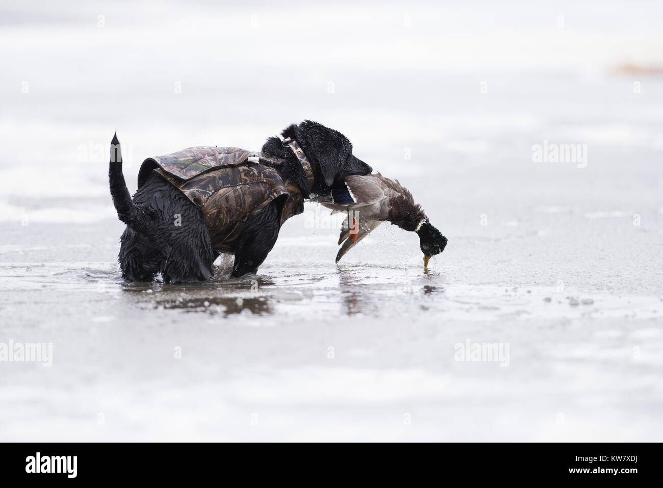 A Black Labrador Retriever with a Mallard Duck in North Dakota Stock