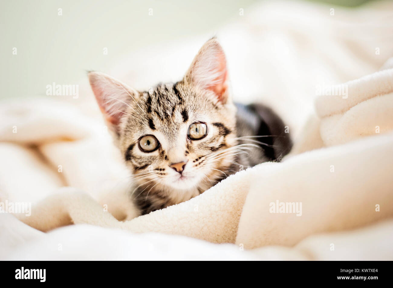 Cats, house pets, cat Stock Photo Alamy