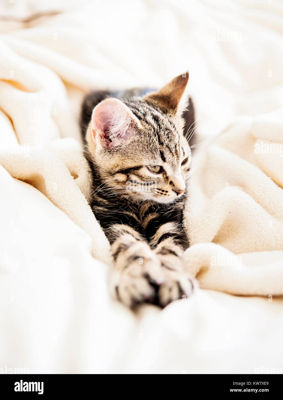 Cats, house pets, cat Stock Photo Alamy