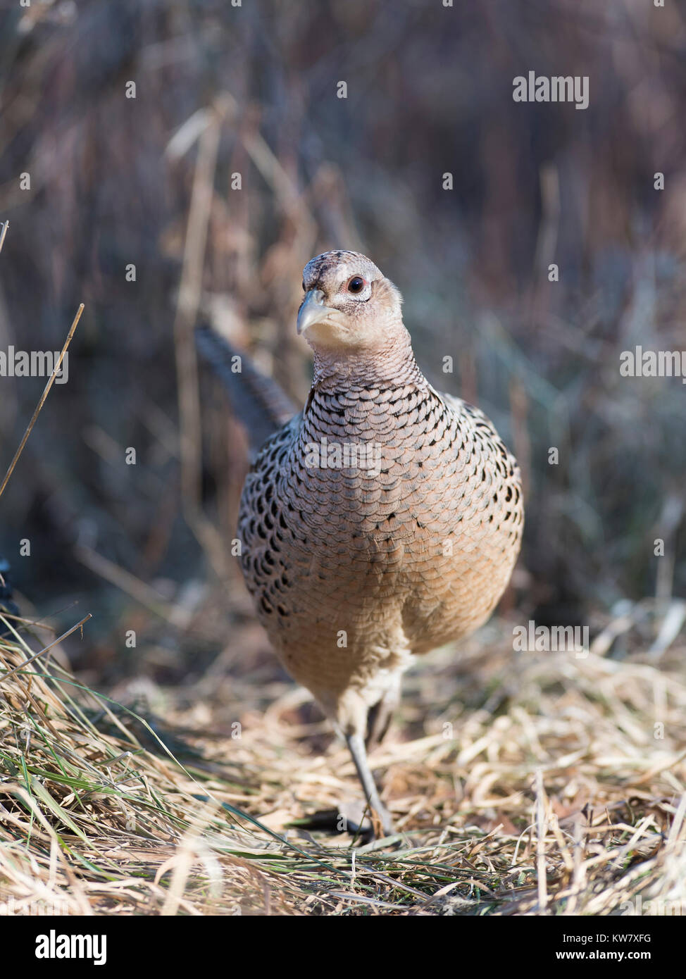 Ringneck Pheasants In The Late Autumn Stock Photo Alamy   Ringneck Pheasants In The Late Autumn KW7XFG 