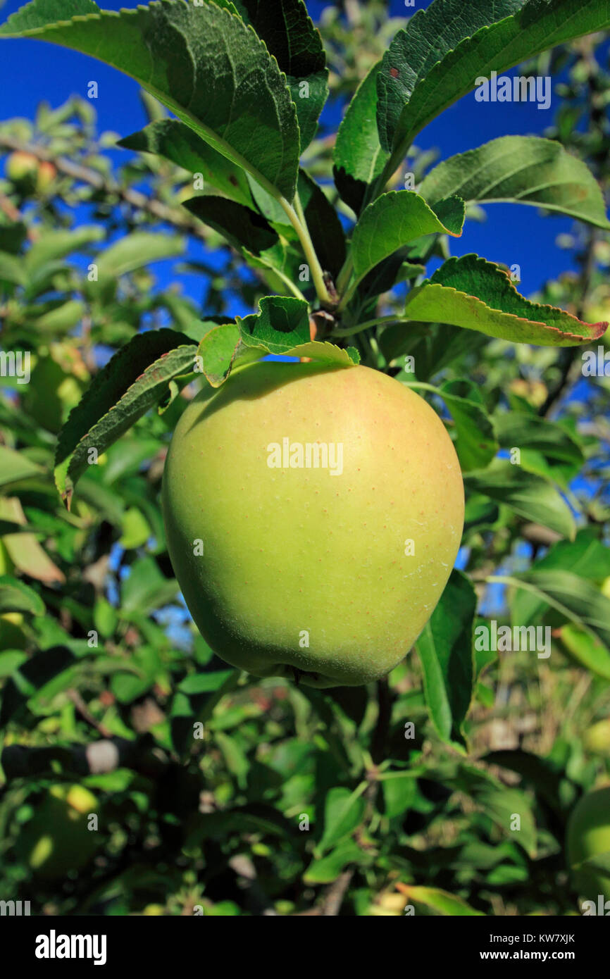 Golden delicious apple on an apple tree Stock Photo