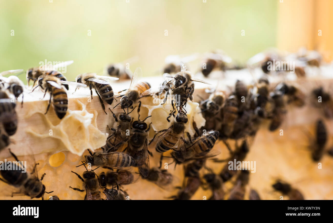 Honey bees closeup, macro, bee hive Stock Photo