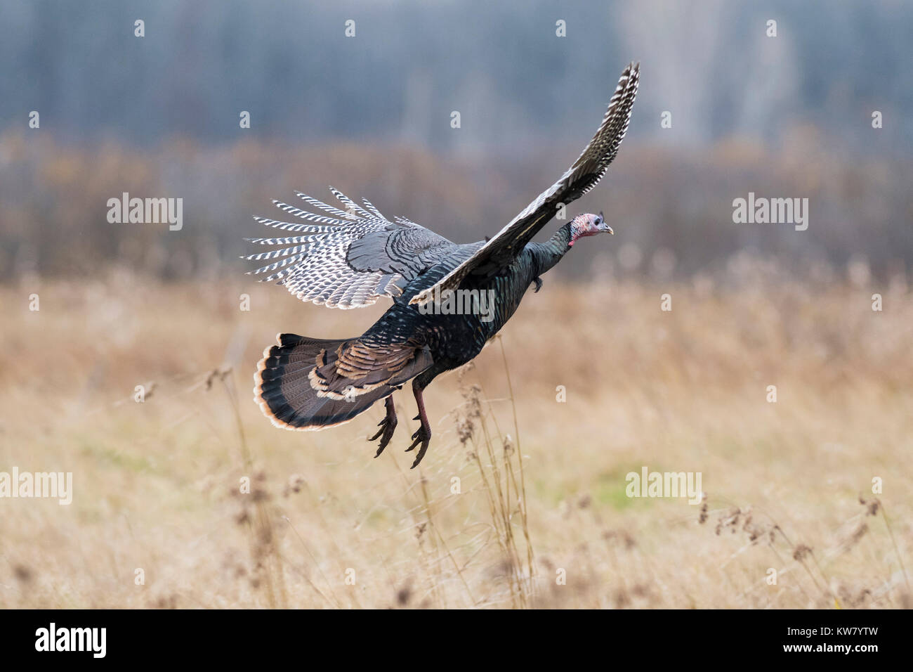 Wild turkey flying hires stock photography and images Alamy