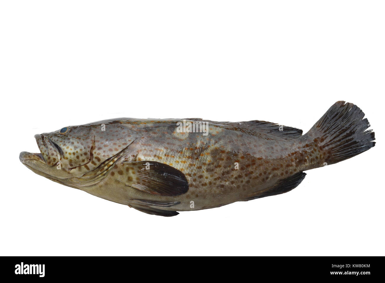 grouper fish on white background Stock Photo