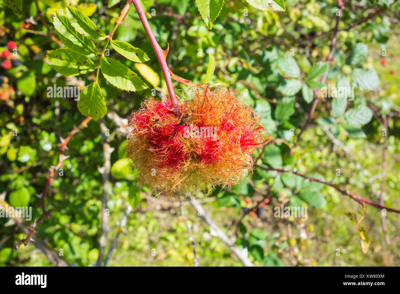 Robin's Pincushion gall (Diplolepis rosae) on Dog Rose is a parasitic
