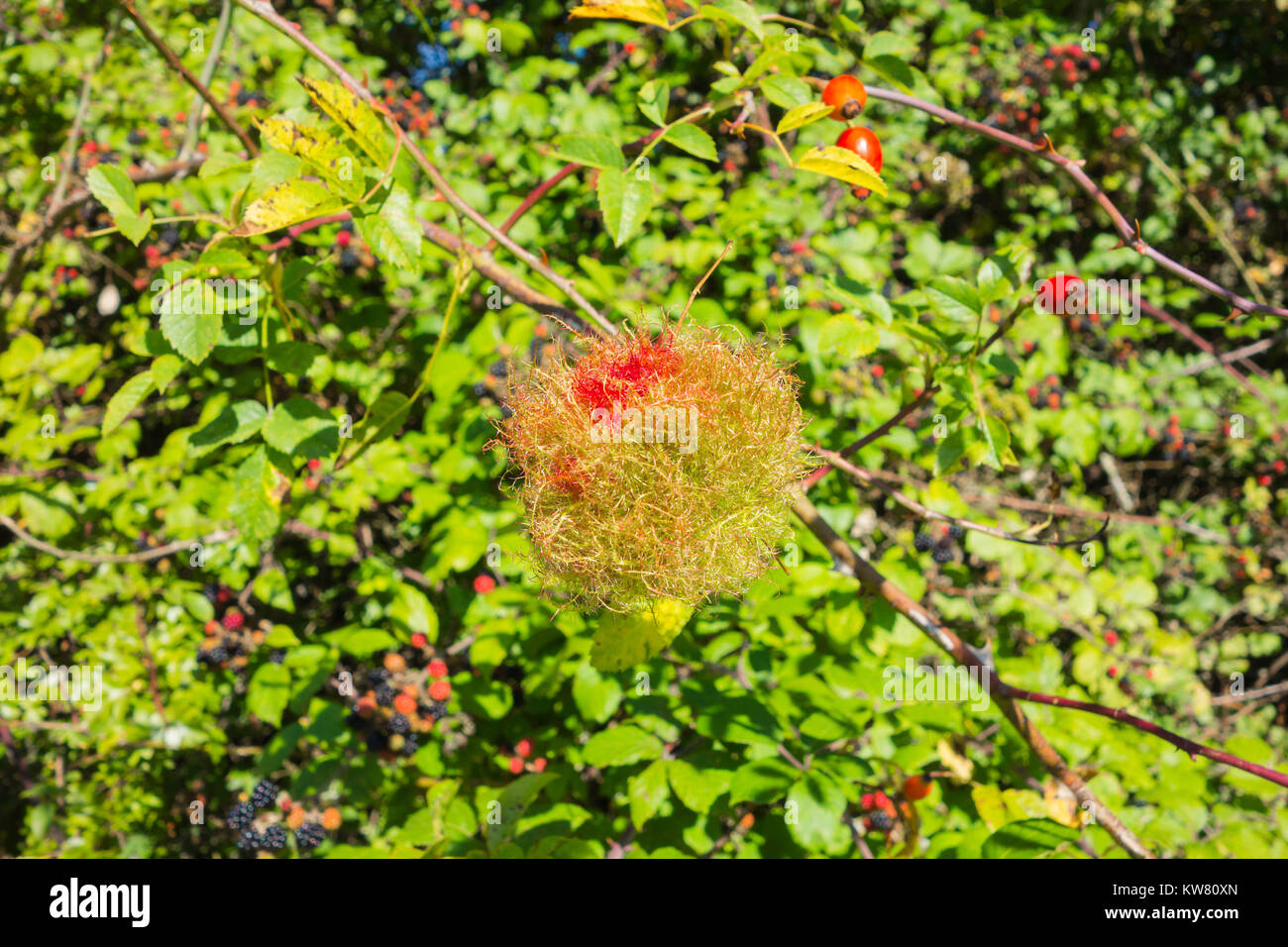 Robin's Pincushion gall (Diplolepis rosae) on Dog Rose is a parasitic