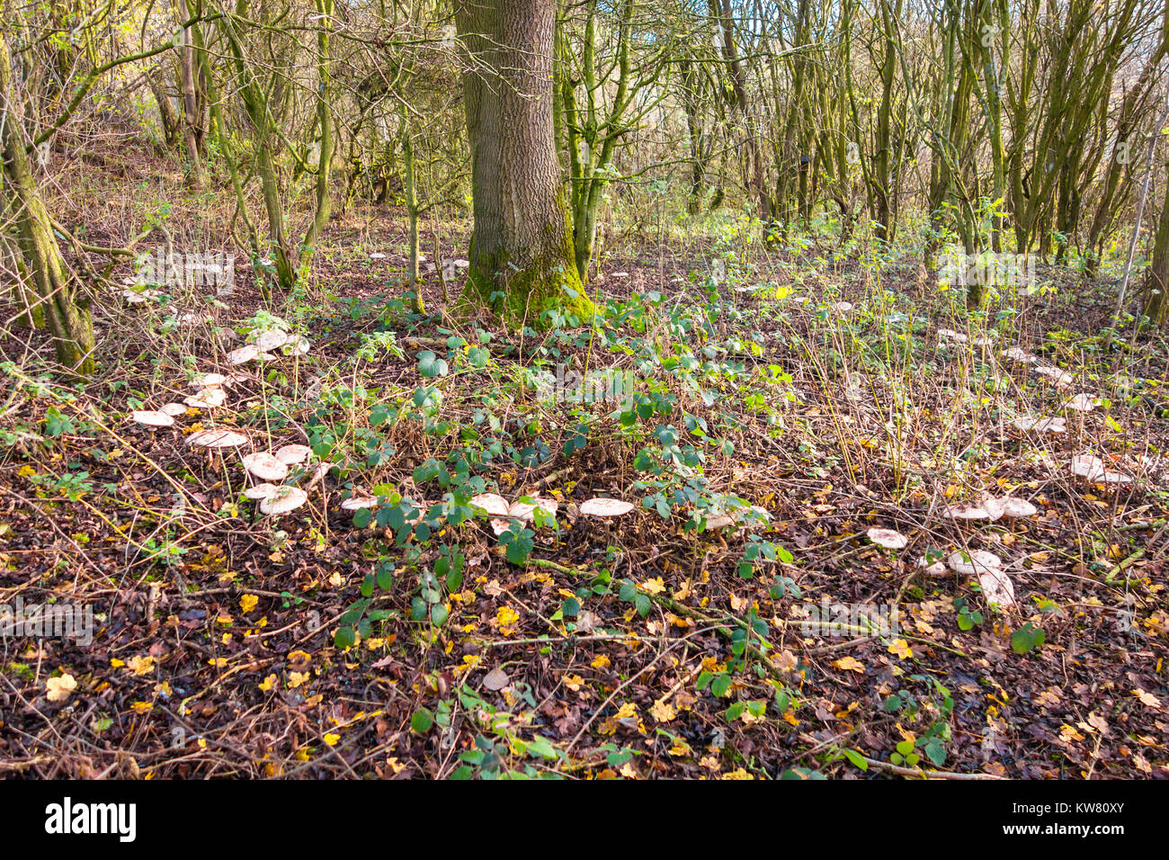 A complete circle of Parasol mushrooms (Lepiota procera) ring fence a Maple tree. Herefordshire UK Stock Photo