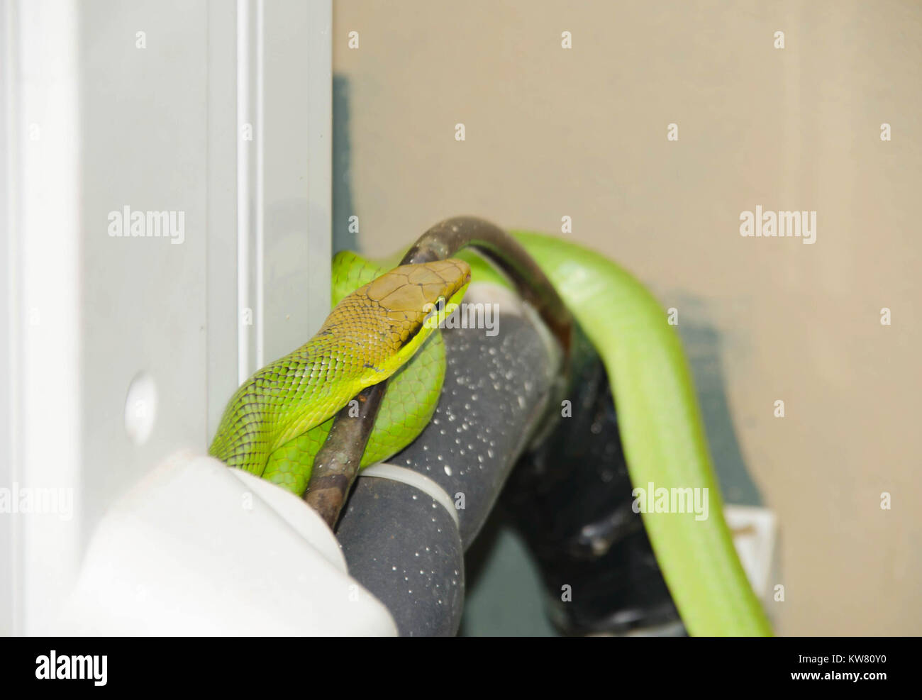 Gonyosoma oxycephalum arboreal ratsnake hi-res stock photography and ...