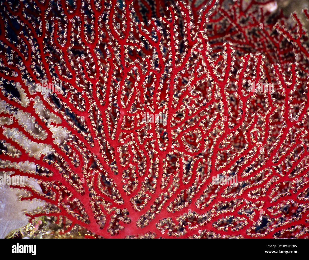 A gorgonian coral (Acabaria splendens) with all its eight tentacle polyps extended and feeding in the current. Photographed in the Egyptian Red Sea. Stock Photo