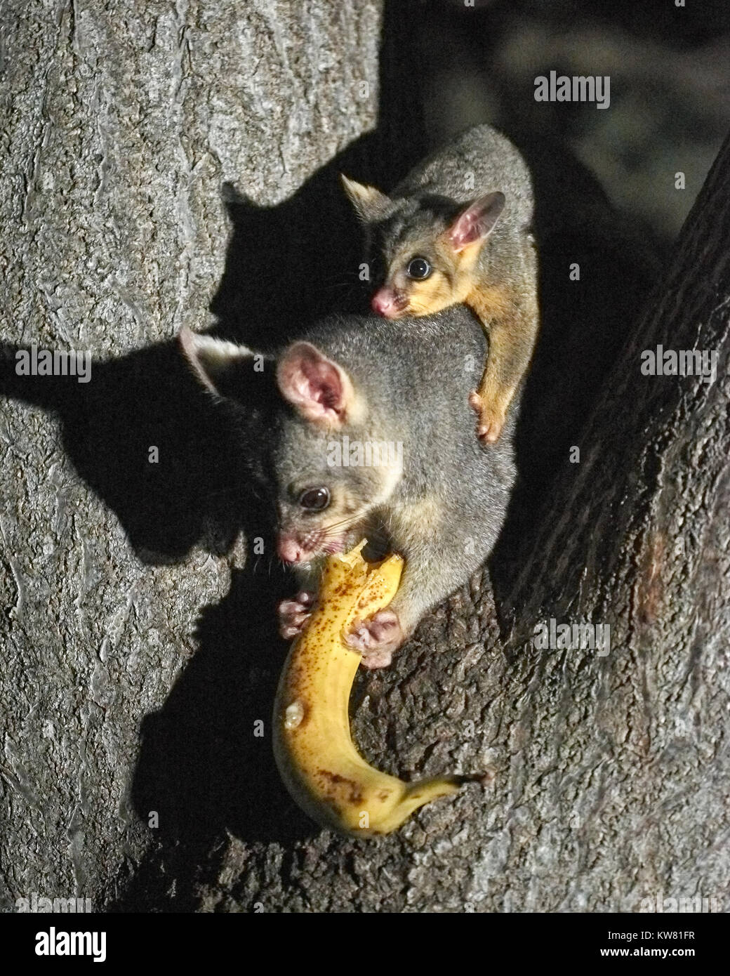 Australian Brushtail Possum In A Tree Adelaide South Australia Australia Stock Photo Alamy