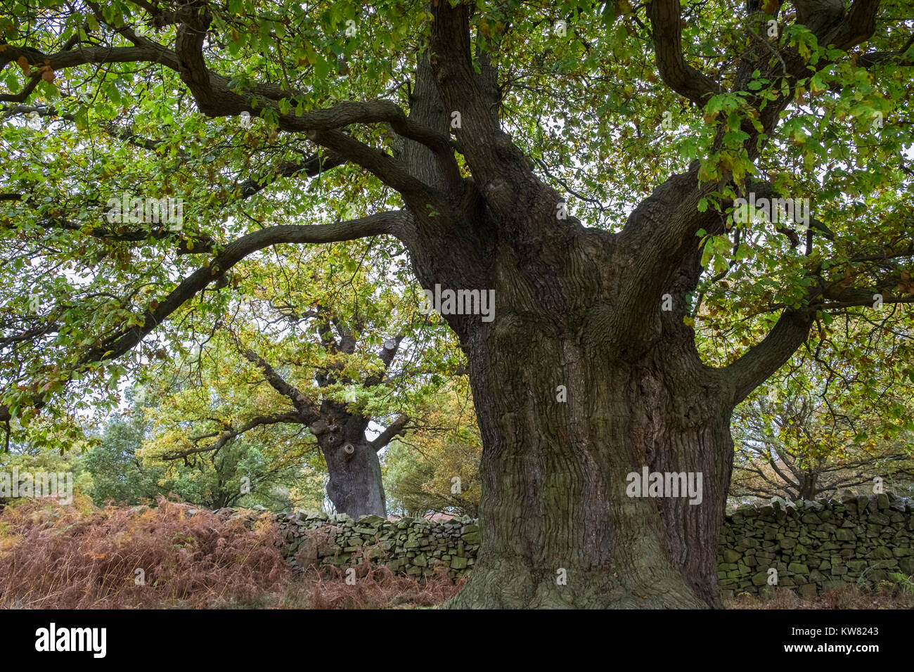 Mature oak trees at Bradgate Park, Leicestershire, East Midlands, UK Stock Photo
