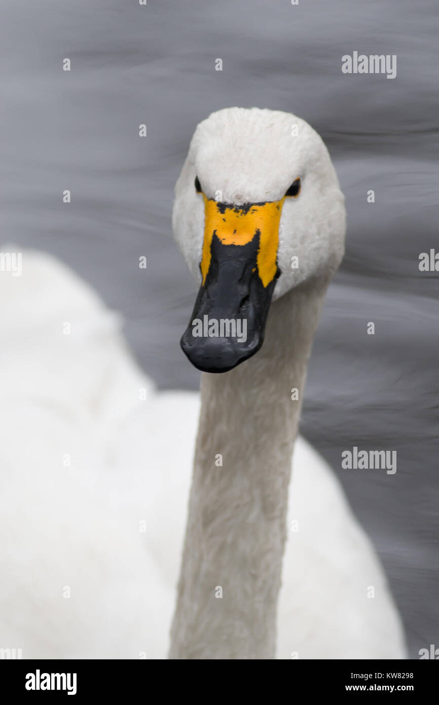 Close up of Bewick swan Cygnus columbarius head showing beak patterns ...