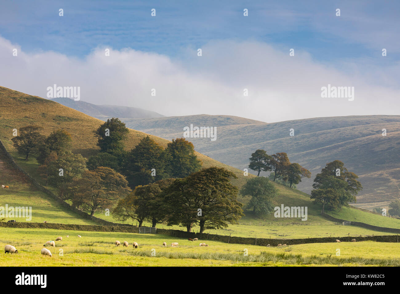 An image of a group of trees in the misty hills of the Vale of Edale, Derbyshire, England, UK. Edale is a part of the peak district national park. Stock Photo