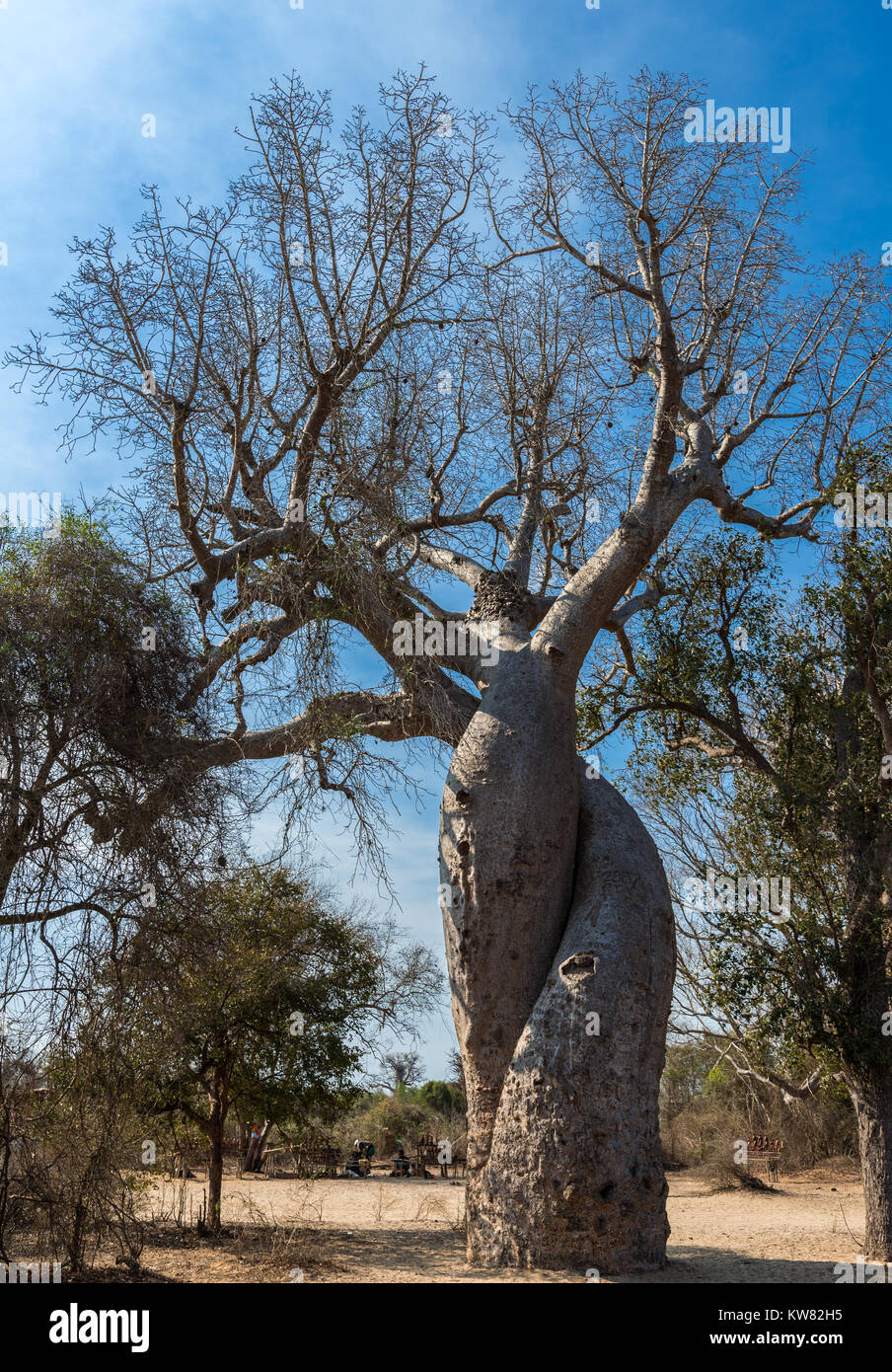 Two intertwined baobab trees are symbolic for love and confection. Madagascar, Africa. Stock Photo