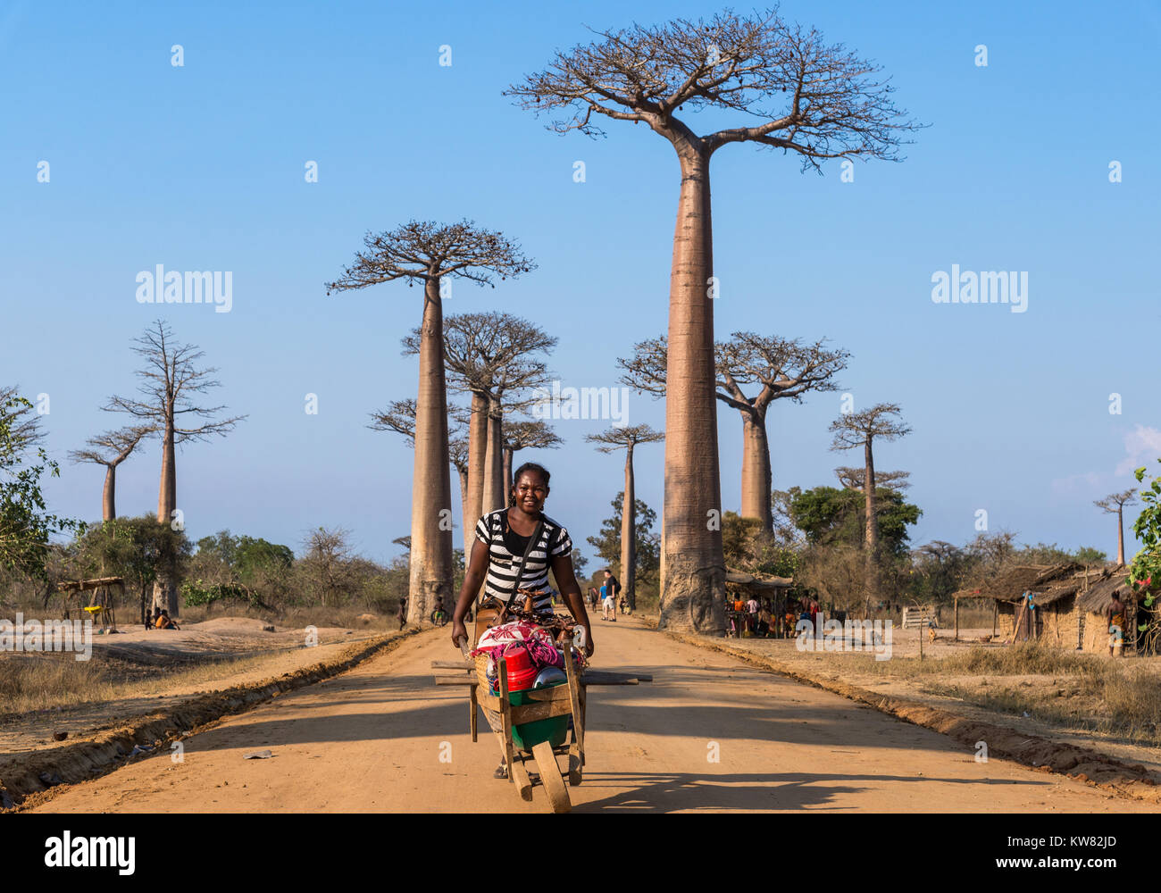 A Malagasy woman pushing a wooden hand cart with souvenirs along the Avenue of Baobabs. Madagascar, Africa. Stock Photo