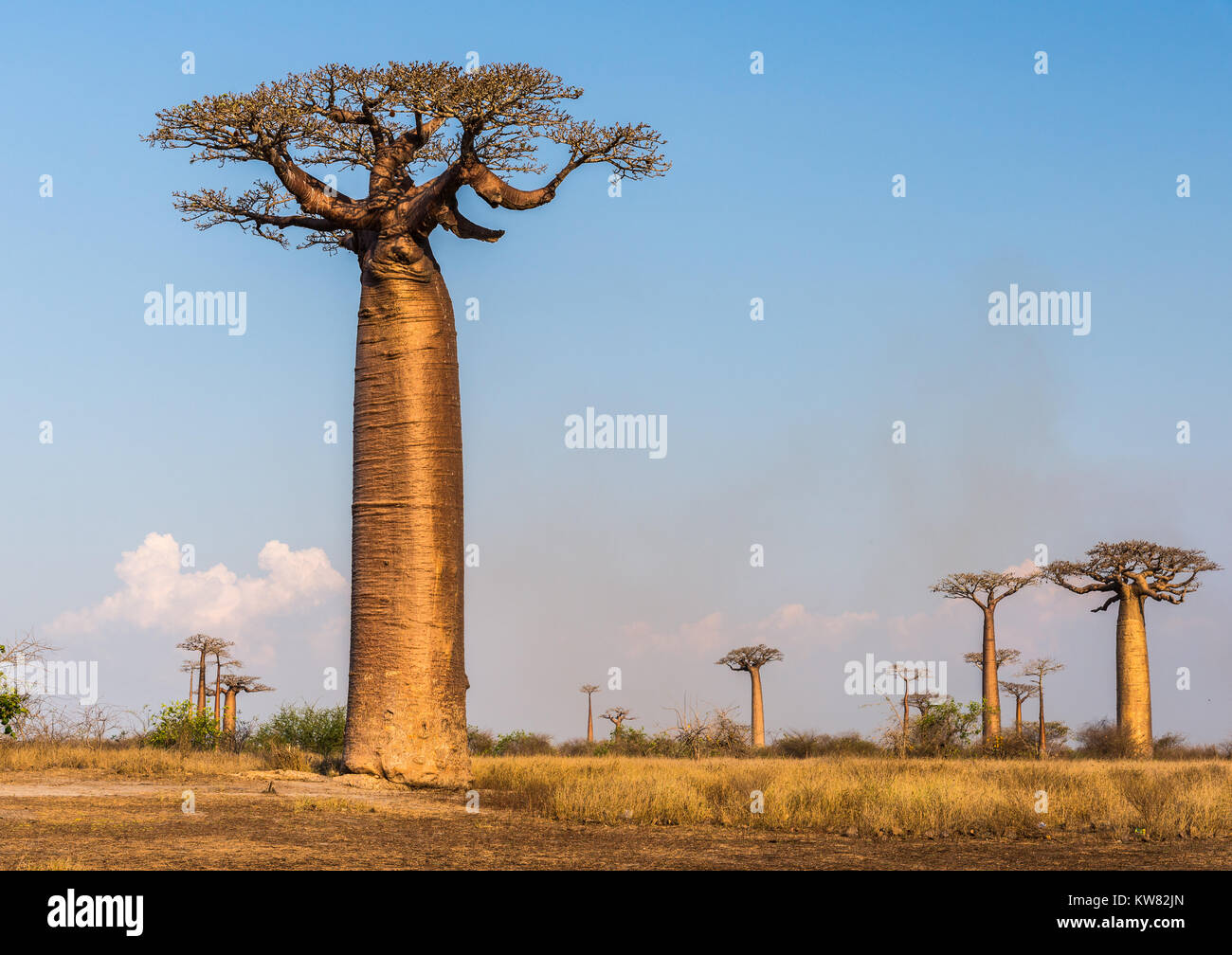 Giant baobab trees (Adansonia grandidieri) along the Avenue of Baobabs. Madagascar, Africa. Stock Photo