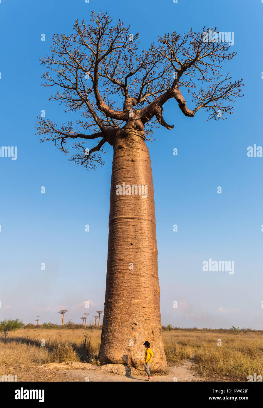 A little boy stand in front of a giant Baobab tree (Adansonia grandidieri) at the Avenue of Baobabs. Madagascar, Africa. Stock Photo