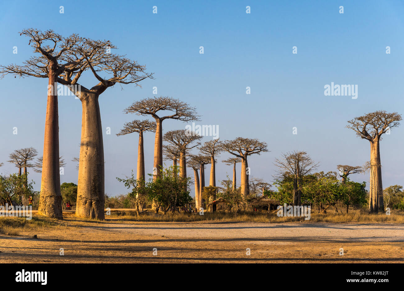 Giant Baobab trees (Adansonia grandidieri) along the Avenue of Baobabs. Madagascar, Africa. Stock Photo