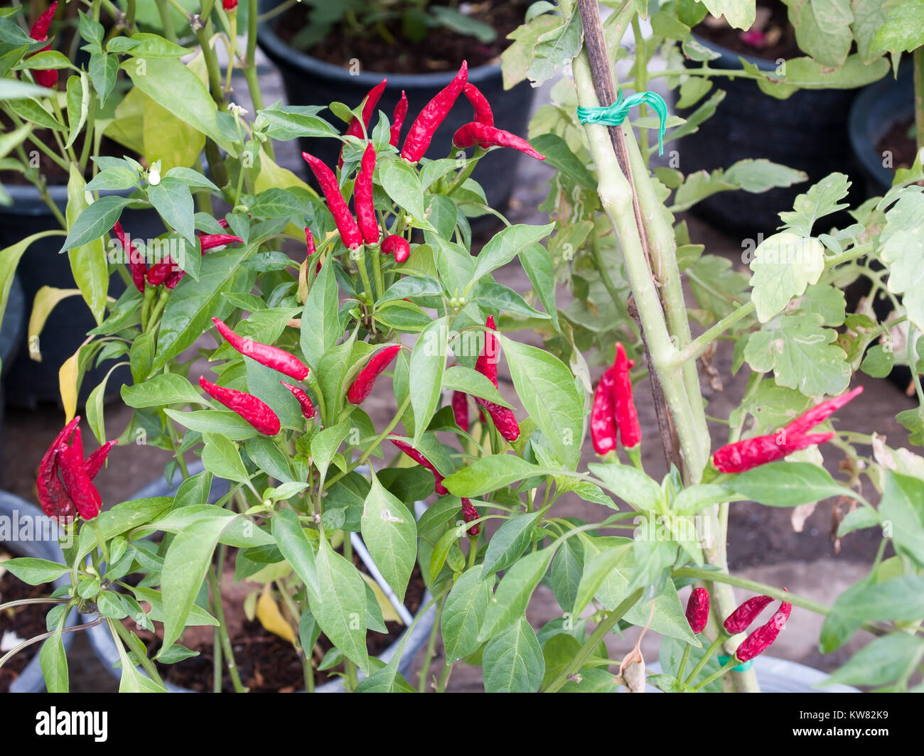 Growing chilli peppers garden hi-res stock photography and images - Alamy