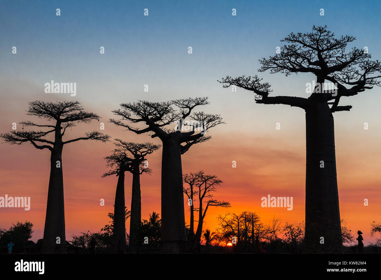 Giant Baobab trees (Adansonia grandidieri) standing against beautiful sunset at the Avenue of Baobabs. Madagascar, Africa. Stock Photo