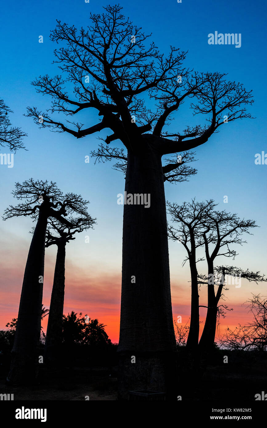 Giant Baobab trees (Adansonia grandidieri) standing against beautiful sunset at the Avenue of Baobabs. Madagascar, Africa. Stock Photo