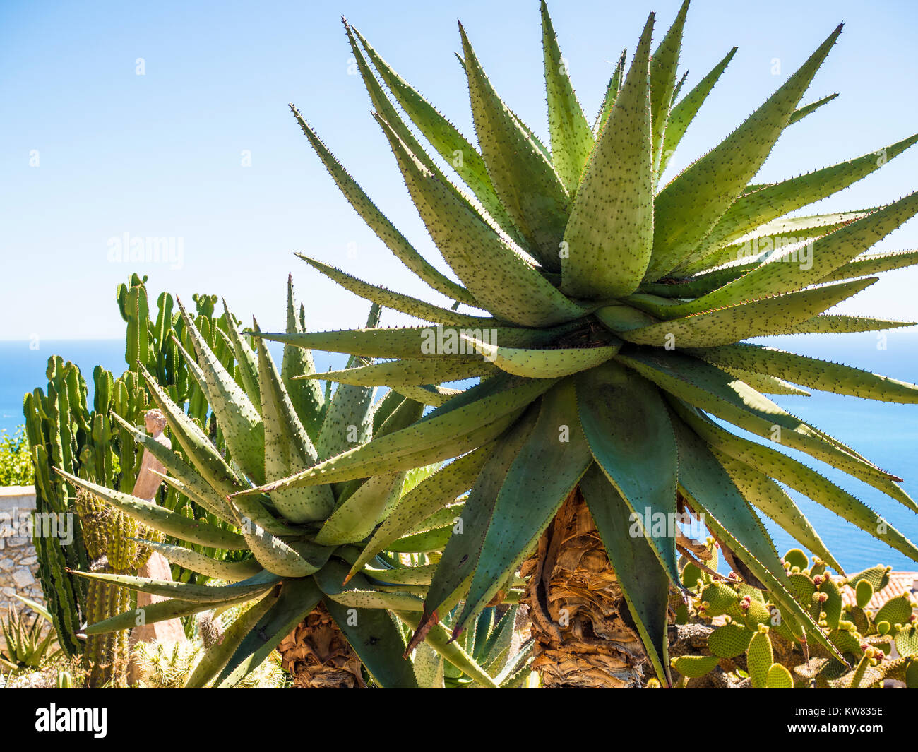 Le Jardin exotique d'Eze / Cactus Garden - Nice, France Stock Photo