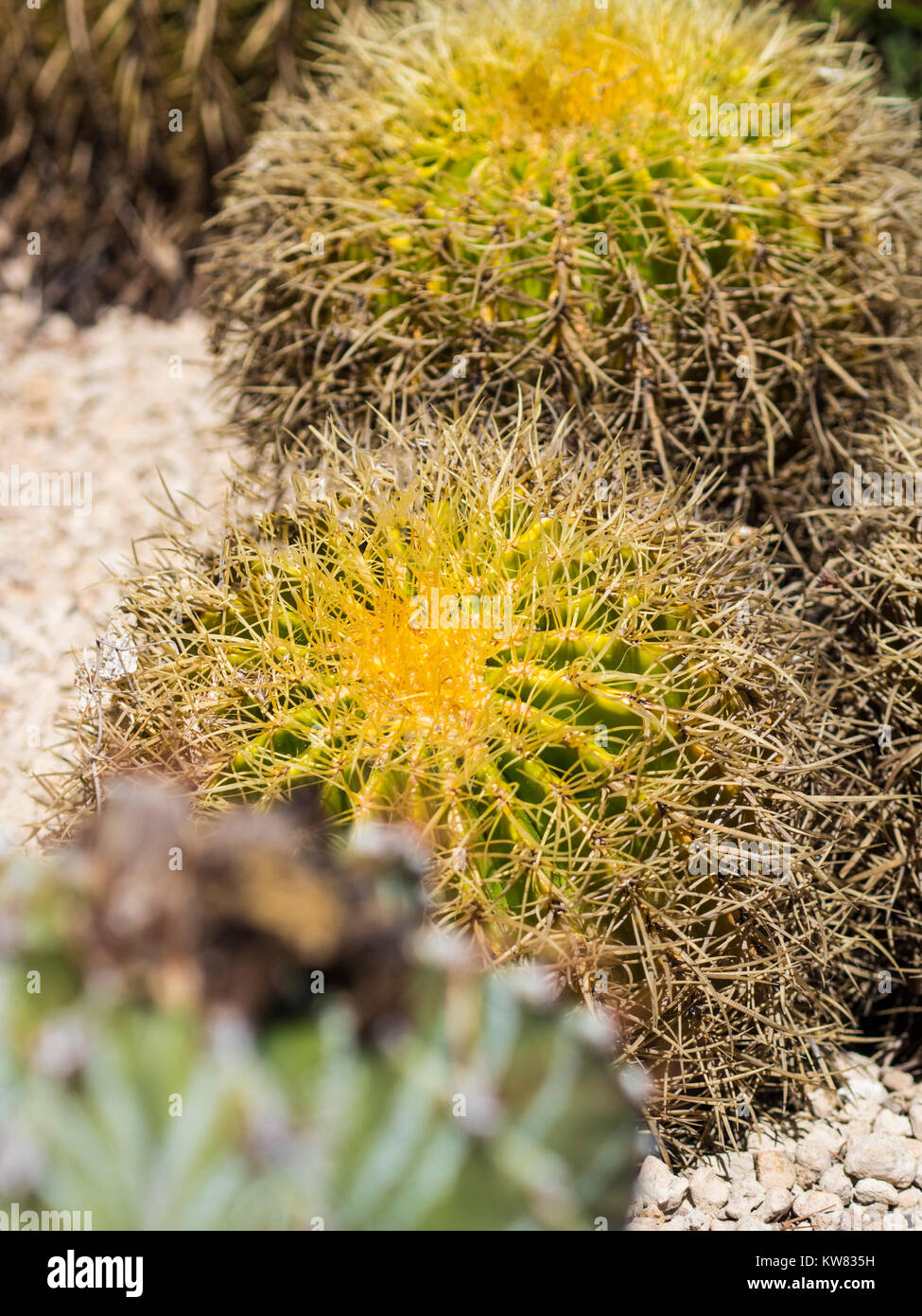 Le Jardin exotique d'Eze / Cactus Garden - Nice, France Stock Photo - Alamy