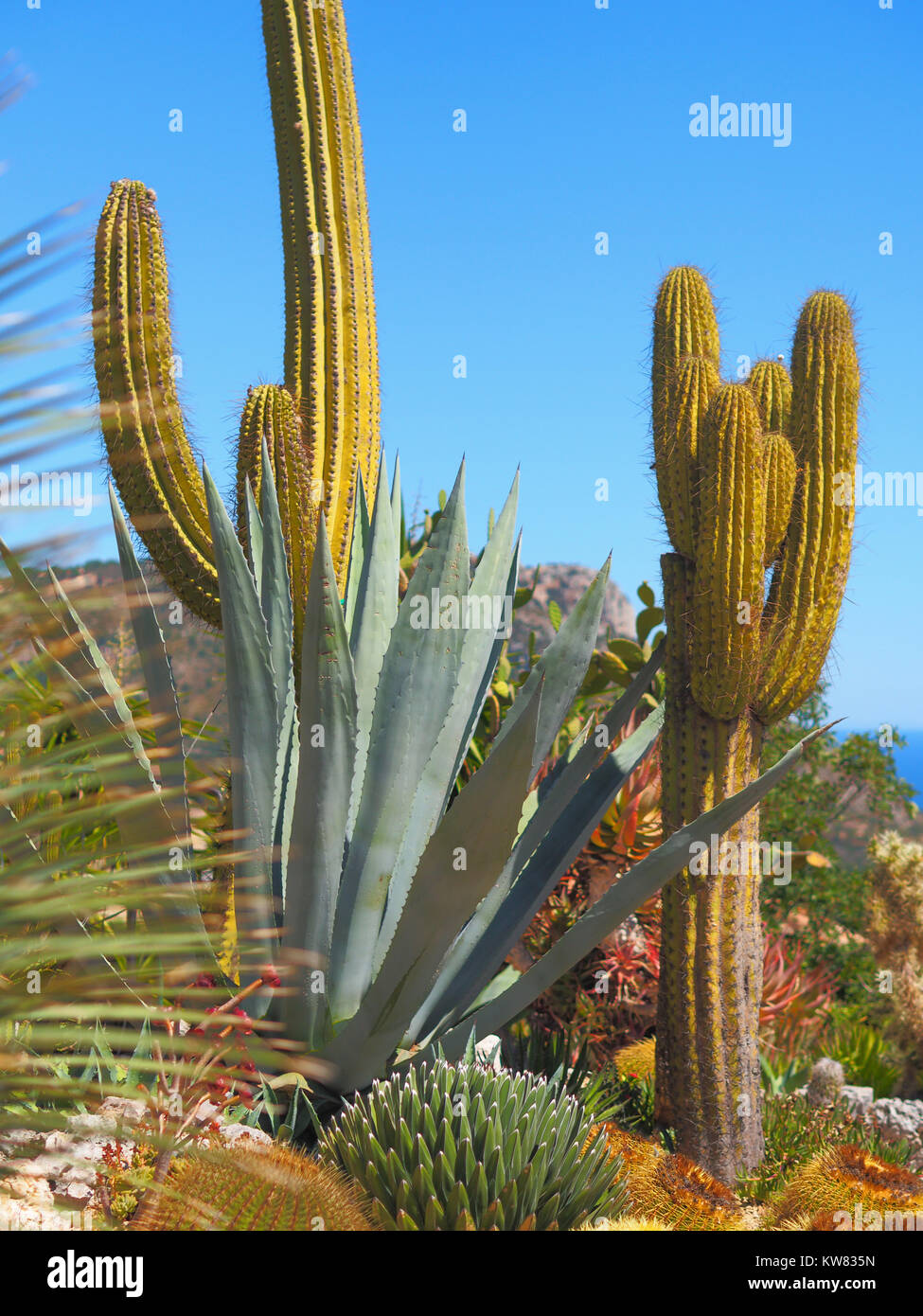 Le Jardin exotique d'Eze / Cactus Garden - Nice, France Stock Photo - Alamy