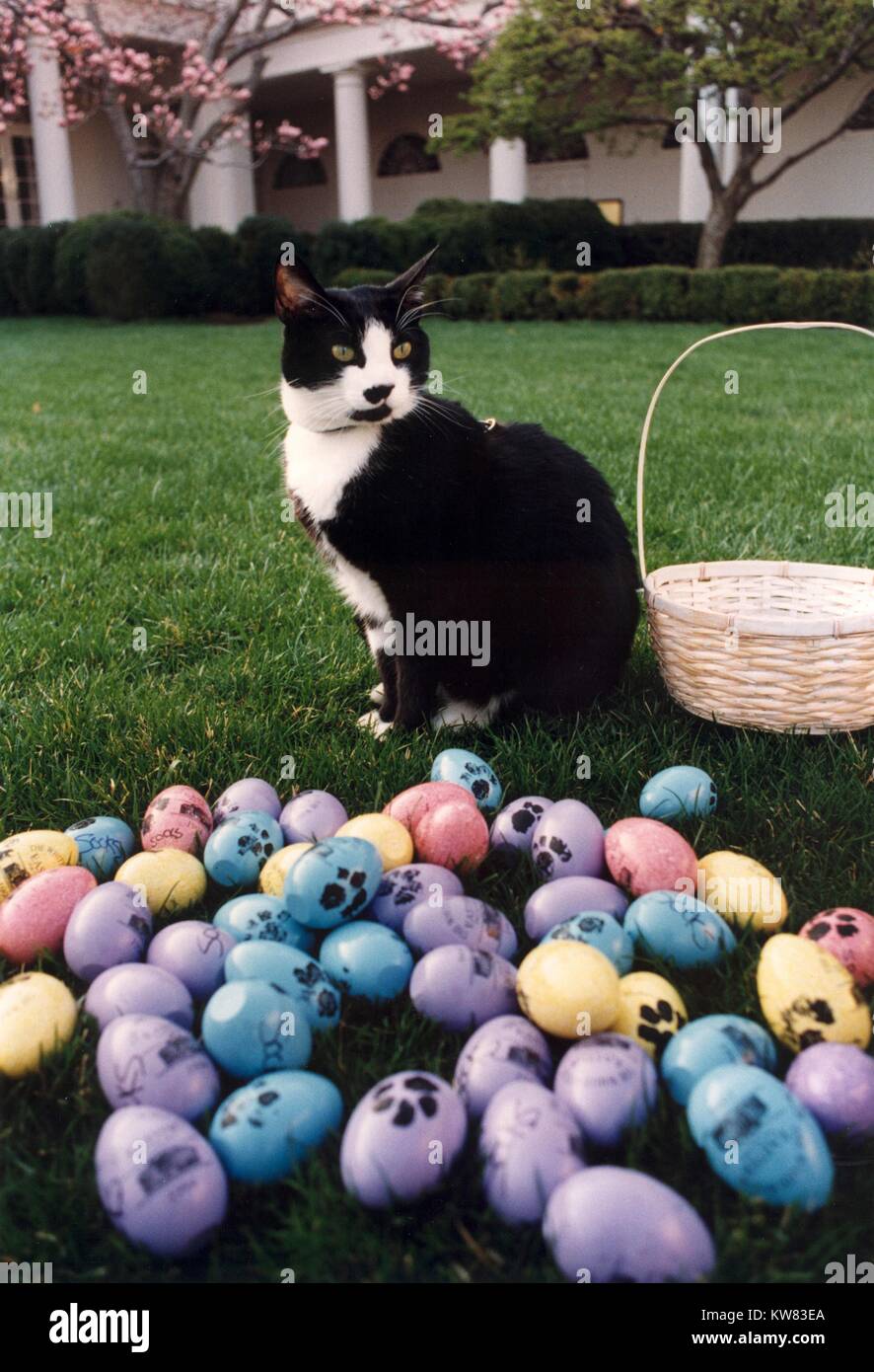 Socks the Cat, the First Pet of President Bill Clinton and First Wife Hillary Rodham Clinton, with black fur, white face, red collar, and amber eyes, standing with back arched and head turned to the side, posing next to a basket and pile of pastel Easter eggs painted with paw prints on the White House lawn, Washington, District of Columbia, April, 1994. Stock Photo