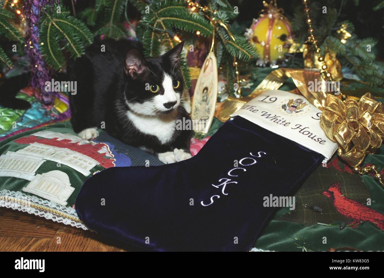 Socks the Cat, the First Pet of President Bill Clinton and First Wife Hillary Rodham Clinton, with black fur, white face, and amber eyes, rests on the skirt at the base of the Christmas tree decorated for the holidays at the White House, guarding his navy velvet holiday stocking monogrammed with his name, 'Socks, ' Washington, District of Columbia, December 21, 1993. Stock Photo