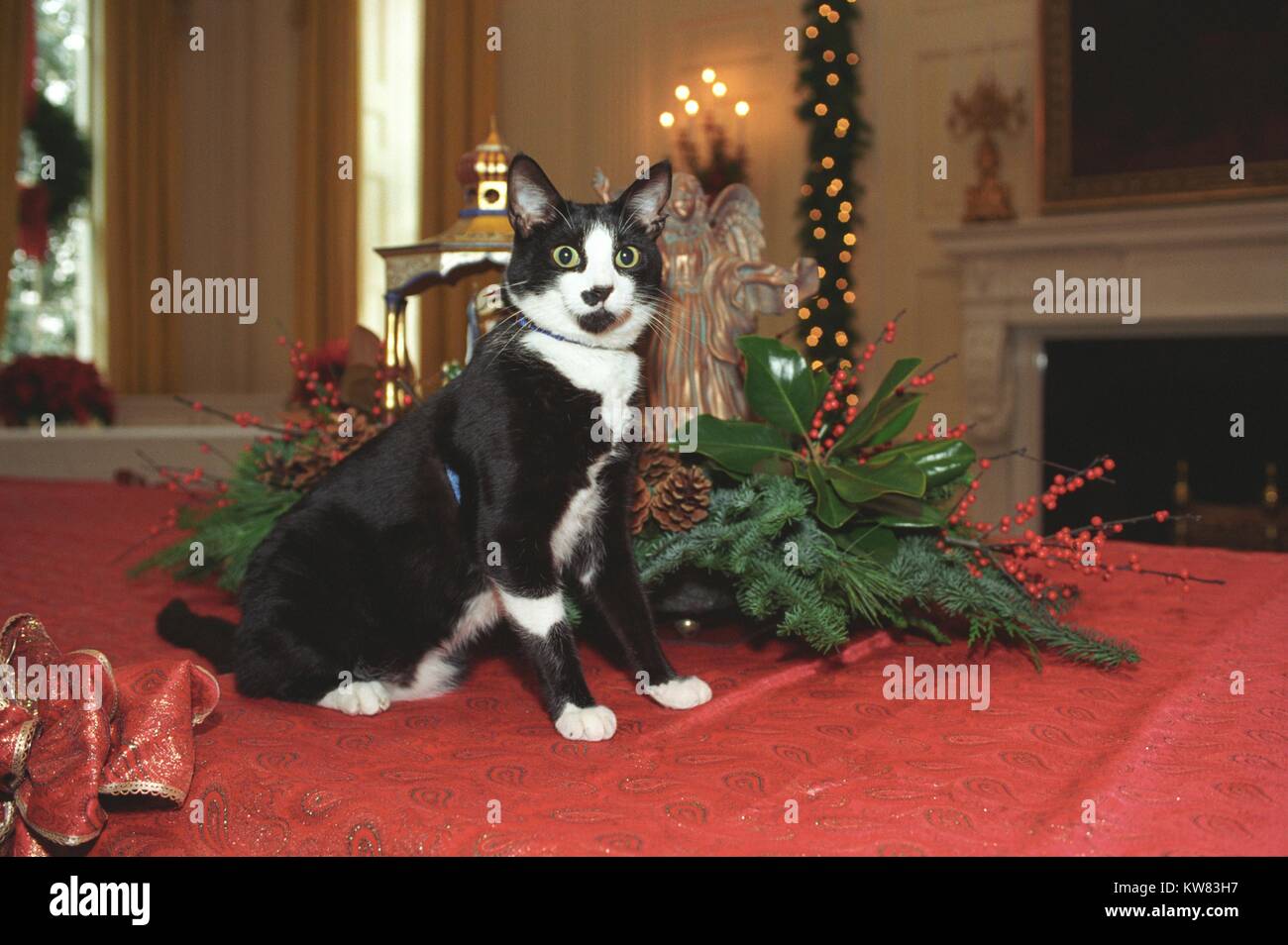 Socks the Cat, the First Pet of President Bill Clinton and First Wife Hillary Rodham Clinton, with black fur, white face, and amber eyes, standing and posing on top of a red table cloth beside Christmas decorations at the White House, including bows, leaves, wreathes, lighs, and an angel, Washington, District of Columbia, December 5, 1993. Stock Photo