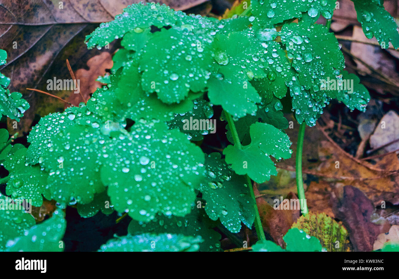 Celandine leaves fully covered with morning dew Stock Photo