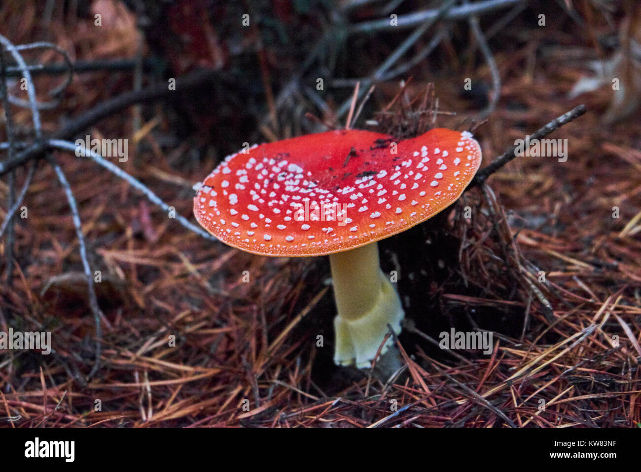 Red fly. Amanita muscaria deadly mushroom close up Stock Photo